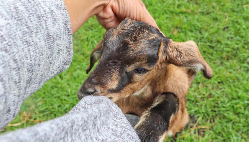 Fomentando el cuidado de mascotas y otros animales