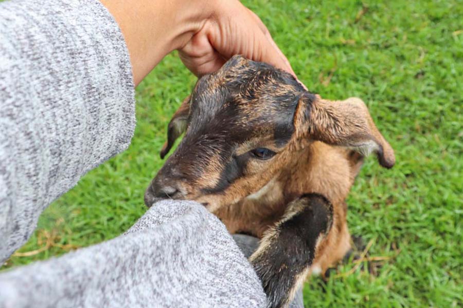 Fomentando el cuidado de mascotas y otros animales